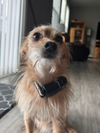 Wyatt_dog lover