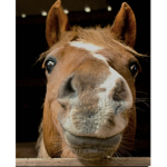 equestrian thingz