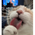 chill cats meow