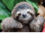join if you like sloths ;)