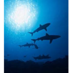 Shark!!