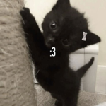 ilovcats'