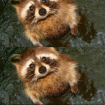 Raccoons R Uh Maze Ink.