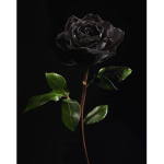 DarksRoses