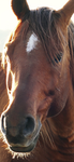 Wild horse island Group Thumbnail