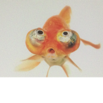 Goldfishy group