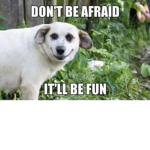 its every doge bro!