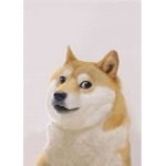 The worshippers of doge