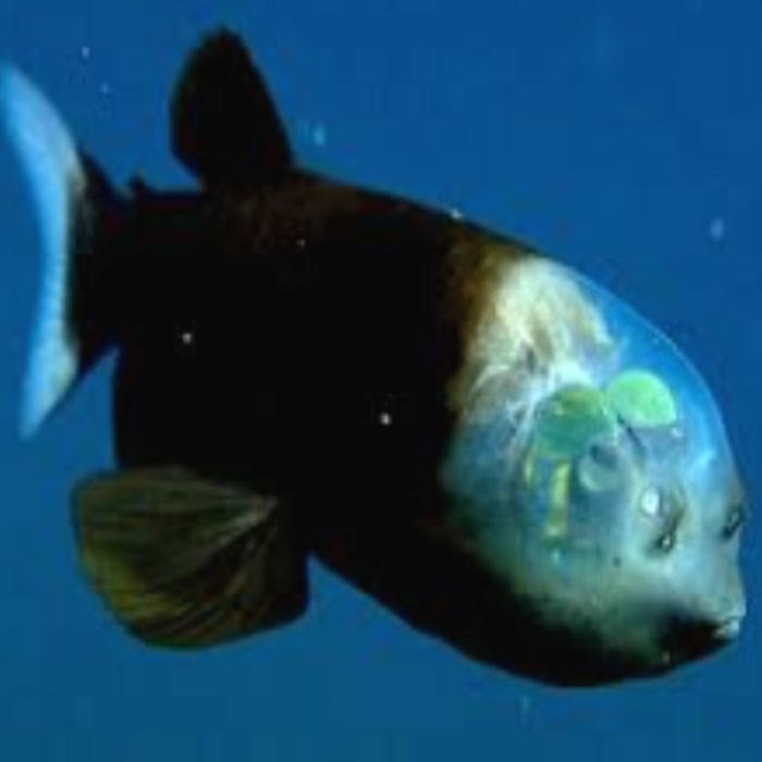 barreleye fish Roblox decal