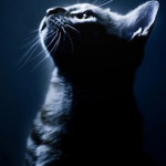 - Shadow Cats -