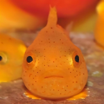 Da Fish Plug Ornery