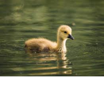 TEAM_LES_CANARDS_SONT_LES_MEILLEURS