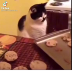 Somos felinos