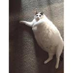 jkgtfjhfcjhgfjhgfjhfvhjbvfhjfvhykv