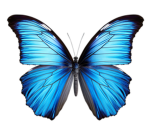 intelligent Monarch Butterfly Royal!!!
