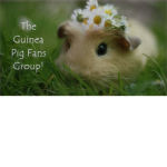 The Guinea Pig Fans group!