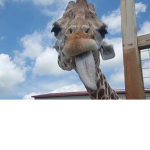 giraffes clan