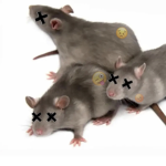 thedeadrats