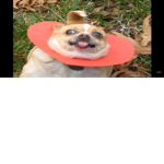 TropaVitinho