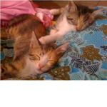 kitten army 2!!!! :D