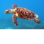 Save the turtles pick up trash