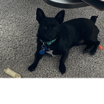 The dog group Kids