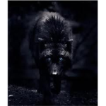Wolves of the Plains