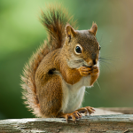 Squirrel Group
