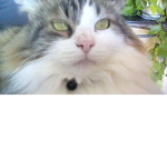 TheCat....