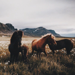 - CowKids -