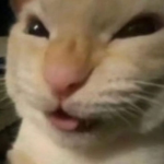 wdafgafasf