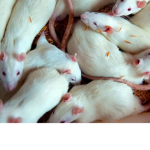 Rat Beachesss