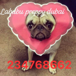 labubu preppy dubai