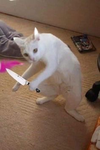 Akiraii
