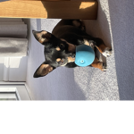 My Dog Teddy Cult