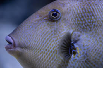 Adopt and Raise a Cute Fish