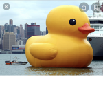 DUCKY SQUAD!! :3