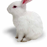 Lovely rabbit :o
