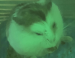 MNBB PET SIM 99 CLAN