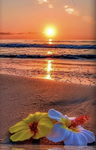 Flowerrdreamss