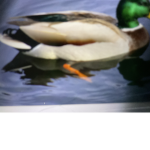 Join our duck kingdoms and become a duck citizen