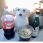 sus kittys