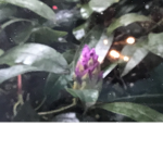 The emerald rose group