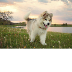 Puppy # eva