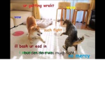 Doge_Warriors