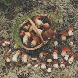 🍄