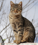 Maxwell Fan group or cat group