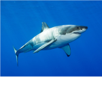 Mrshark fans