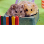 addiel03 fanclub hamsters united (giveaways)