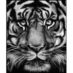 THE BIG TIGER